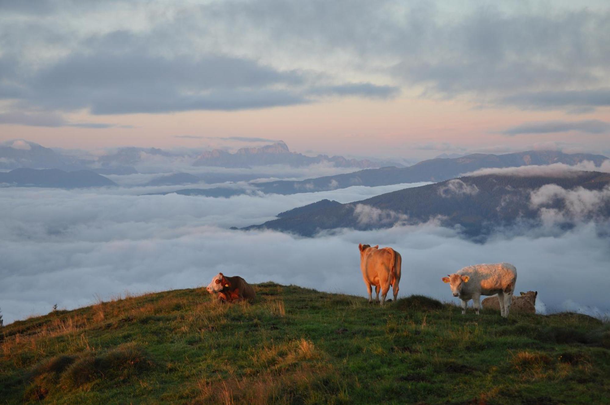 Farm stay Am Oberrainerhof