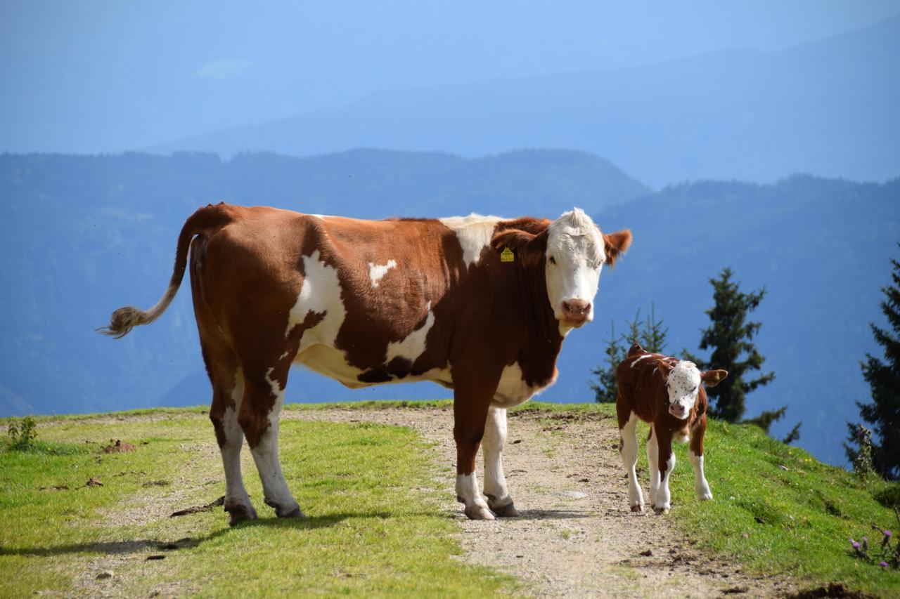 Am Oberrainerhof Farm stay Arriach